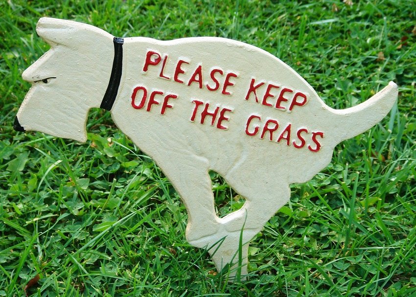 Dog poop can also have a detrimental effect on your lawn