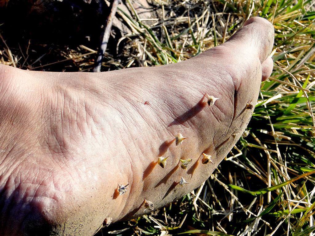 Bindi eye weeds are really painful in bare feet