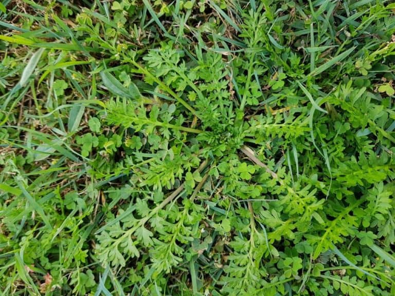 how-to-finally-get-rid-of-bindi-weeds-atlas-turf