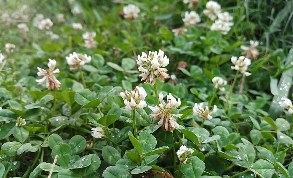 How To Identify Clover Weeds