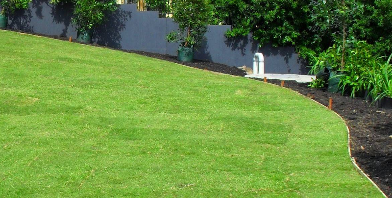 Care Advice For Couch Grass