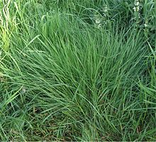 Bent Grass or Gewoon_struisgras_Agrostis_tenuis