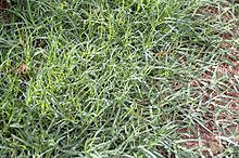 Bermuda Grass or Cynodon_dactylon