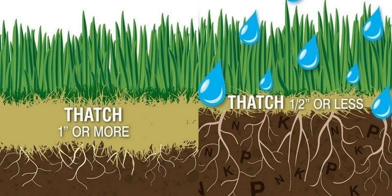 The Dethatching Lawn Guide