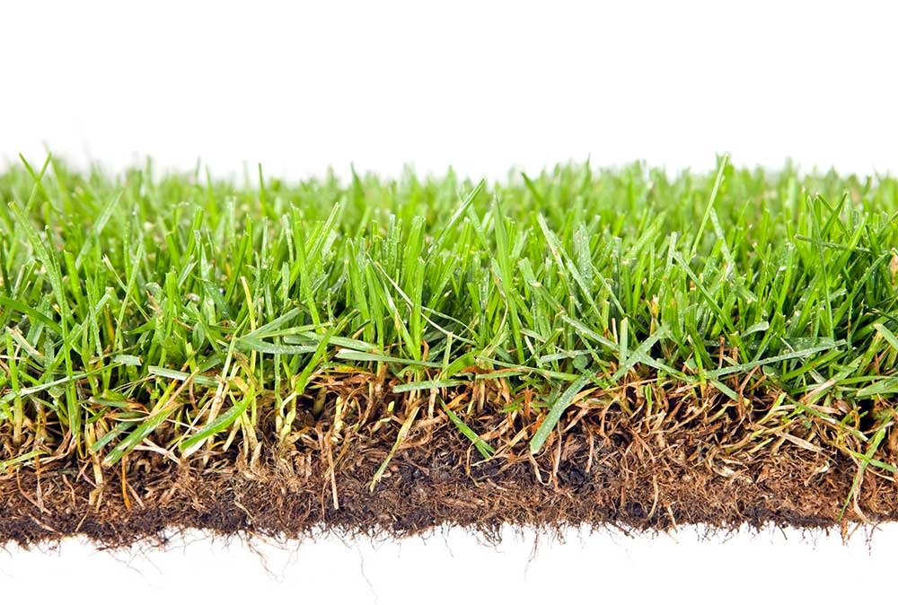 Why you need to dethatch your lawn