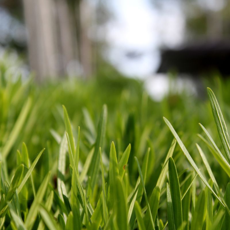 What does Buffalo Grass look like?