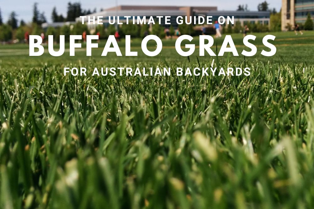 The Australian Buffalo Grass Guide
