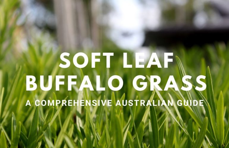 Soft Leaf Buffalo Grass A Comprehensive Australian Guide
